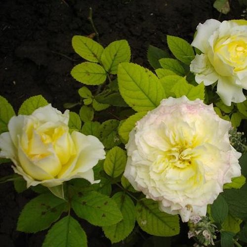 Krémově žlutá - Stromkové růže s květy anglických růží - stromková růže s keřovitým tvarem koruny